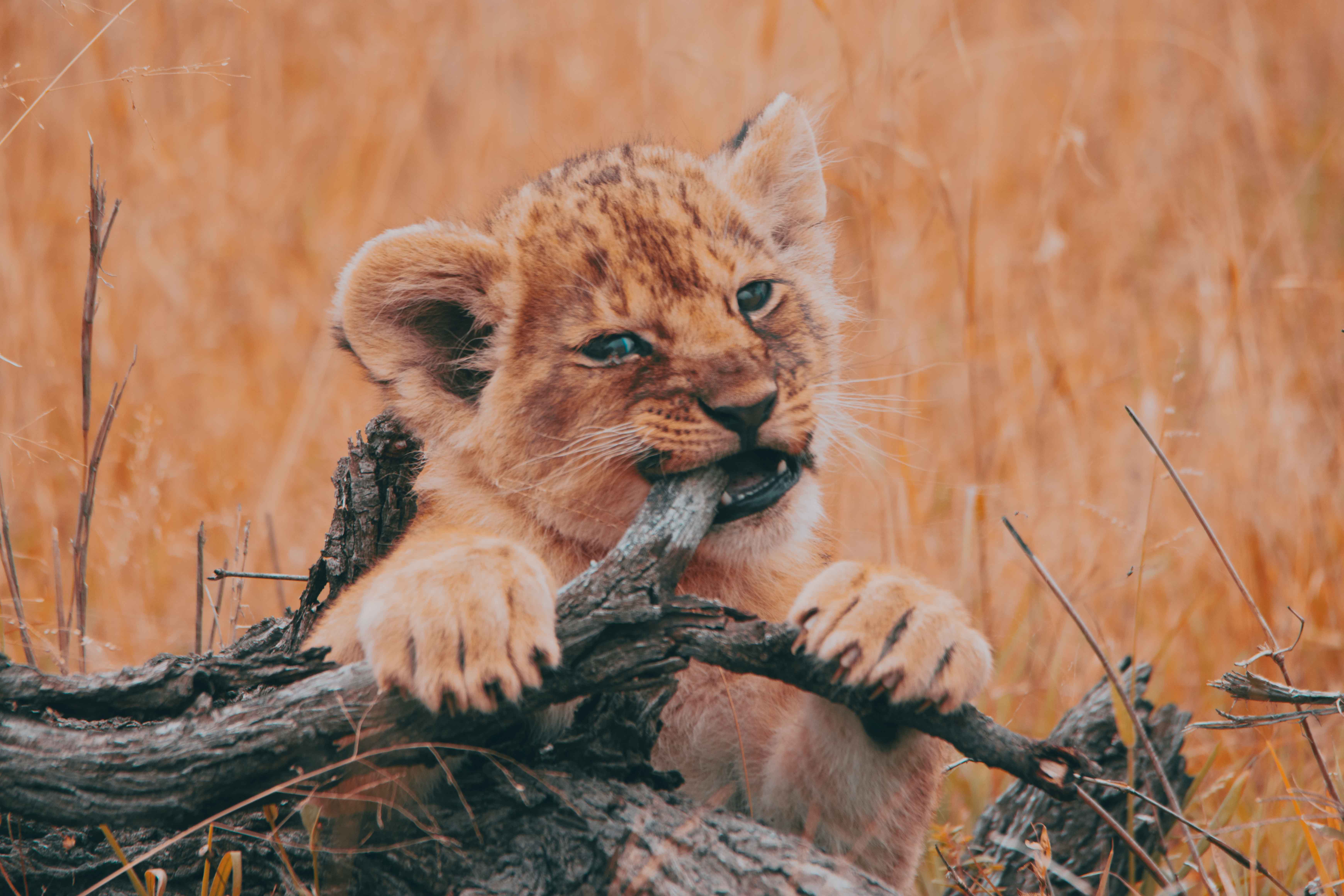 Tanzania